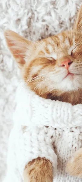 imgi_7_Carpet